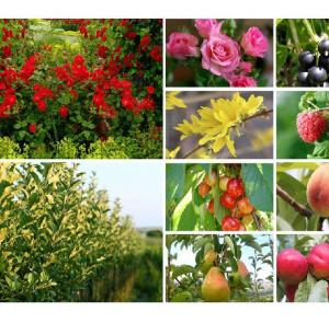 Presentazione arbusti e rosai
